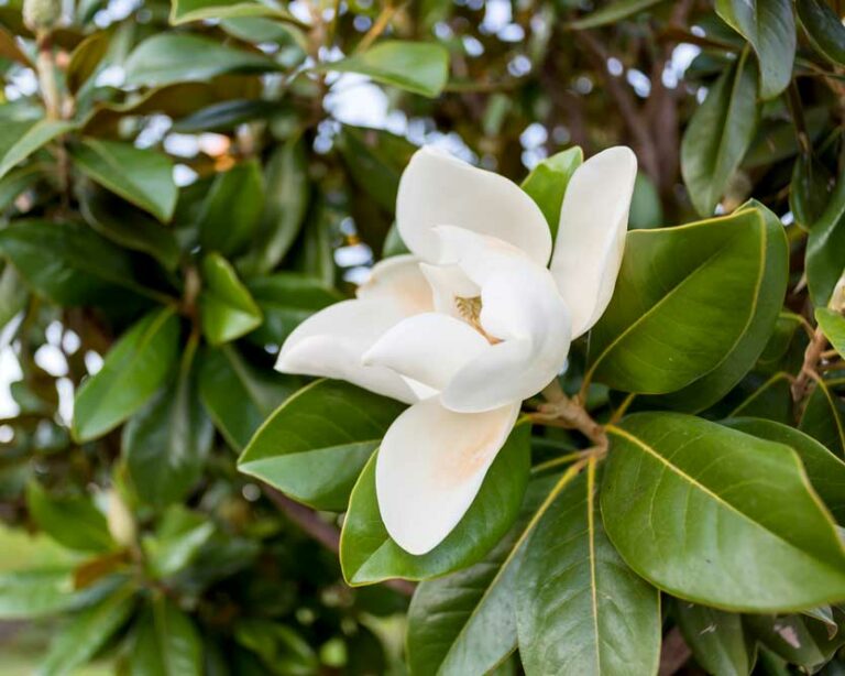 The 9 Best Plants for Northern Florida Landscaping North Florida