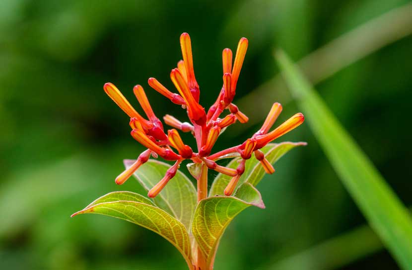 The 9 Best Plants for Northern Florida Landscaping North Florida